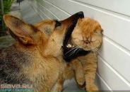 Алла Купчак фотография #50 (источник - https://vk.com/id62276935)