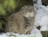 Фотография Яковлевой Ирины