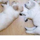 Міша-Іра Павлик фотография #16 (источник - https://vk.com/id42441609)