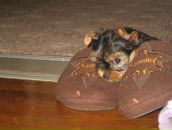 Фотография Пирогова Алексея