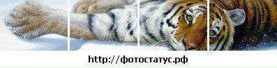 Діма Лонич фотография #43 (источник - https://vk.com/id119786221)