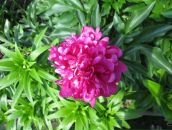 Фотография Львовой Натальи