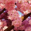 Христина Боянівська фотография #13 (источник - https://vk.com/id145602982)