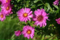 Фотография Андреевой Анны