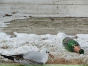 Misha Borshch фотография #13 (источник - https://vk.com/id3591789)