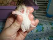 Фотография Поха Витька