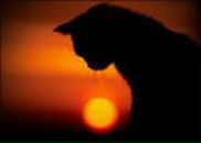 Фотография Попов Олег