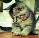 Лілюсік)))) Лазарук*) фотография #24 (источник - https://vk.com/id153656972)