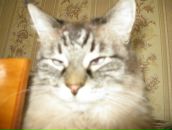 Александр Киреев фотография #5 (источник - https://vk.com/id4121643)