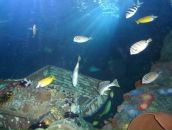 Алла Сіроклин фотография #50 (источник - https://vk.com/id11383813)