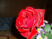 Фотография Вытовтовой Владиславы