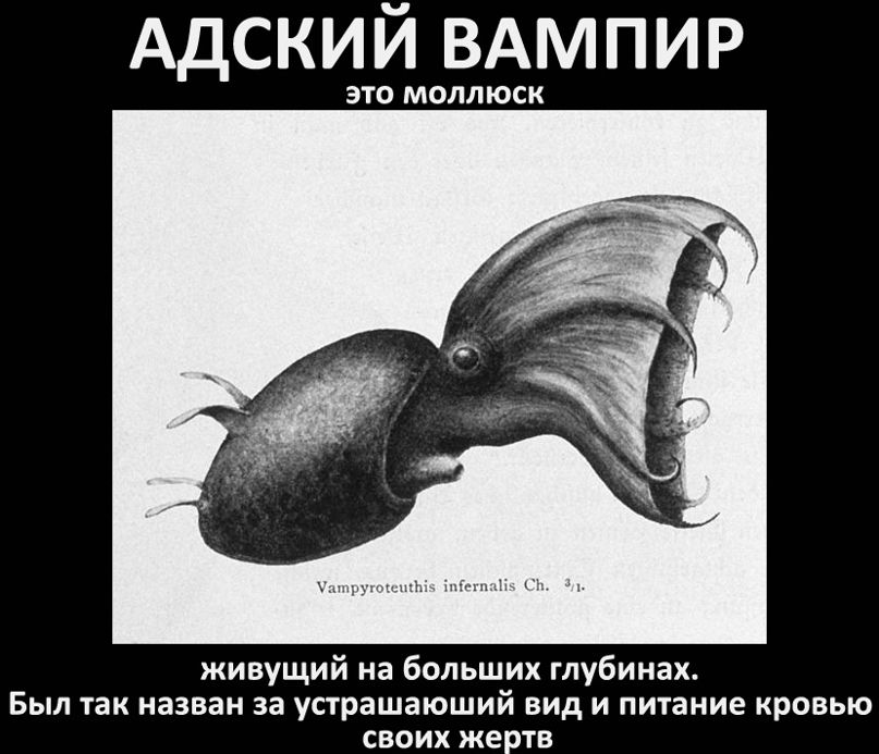 Вячеслав Волков фотография #3