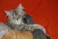 Кіріл Петрук фотография #41 (источник - https://vk.com/id2620559)