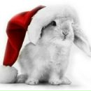 Пийтіко Моргентал фотография #11 (источник - https://vk.com/id84575677)