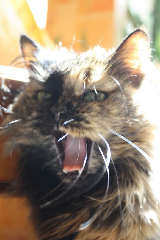 Мотя Норматова фотография #4