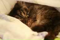 Фотография Николаенко Ани