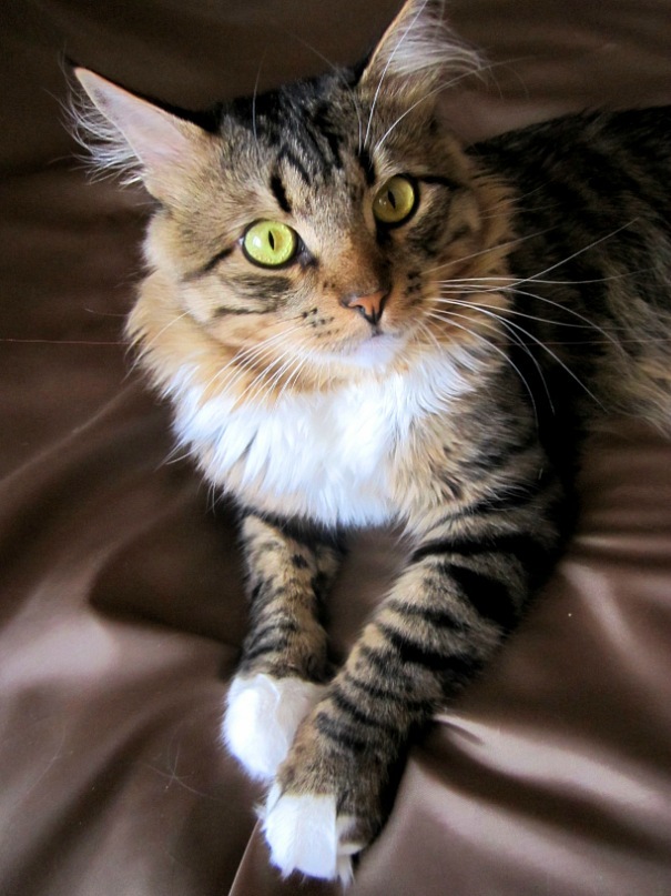 Ольга Гребенникова фотография #6