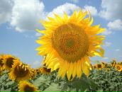 Фотография Багаев Дмитрий