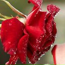 Фотография Забировой-Городецкой Елены