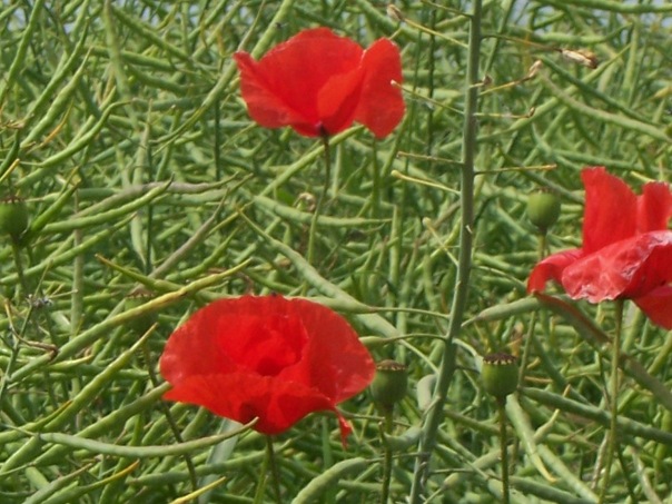 Olga Oconnell фото №25