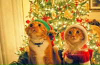 Діана Павльо фотография #42 (источник - https://vk.com/id50657163)