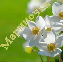 Марічка Допта фотография #16 (источник - https://vk.com/id122253740)