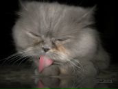 Фотография Косарева Александра