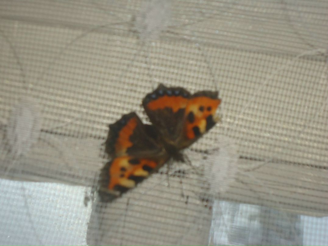 Надя Собашникова фотография #18