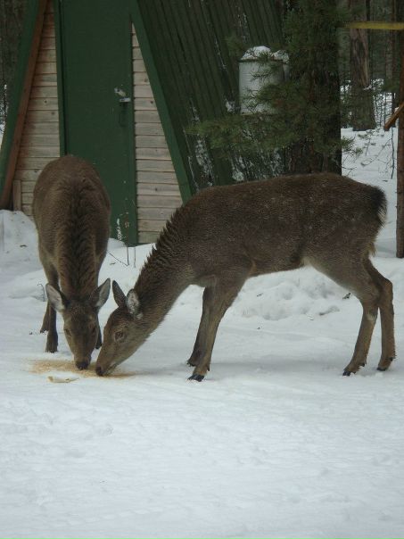 Ольга Стефанова фото №38
