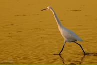 Фотография Аликина Евгения