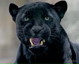 Дініс Олійник фотография #13 (источник - https://vk.com/id18462280)