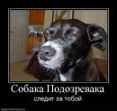 Фотография Шапкина Романа
