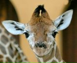 Фотография Зубарева Алексея