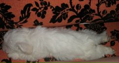 Фотография Истоминской Екатерины