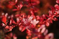 Александр Дру фотография #48 (источник - https://vk.com/id1198997)