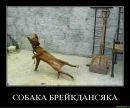 Влад Алієв фотография #33 (источник - https://vk.com/id135475926)