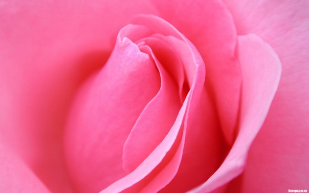 Olea Ea фото №1