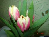 Фотография Ардашов Андрей