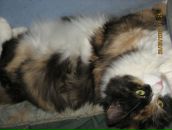 Фотография Буюклян Светланы