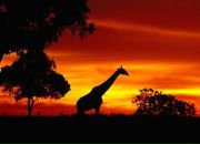 Фотография Гарникова Сереги