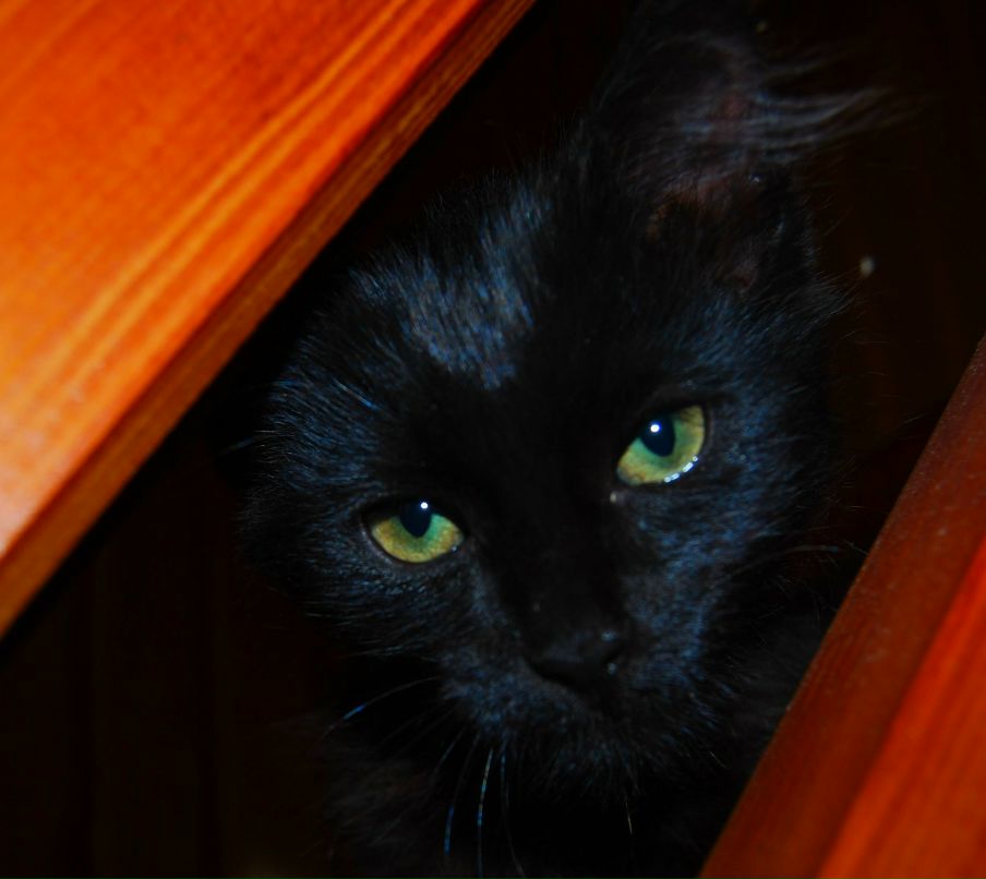 Дмитрий Быстрицкий фотография #14