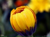 Світлана Леник фотография #30 (источник - https://vk.com/id21869766)