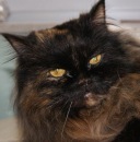 Фотография Gt Serge