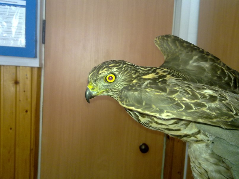 Иван Мухин фотография #13