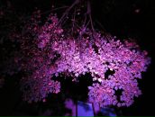 Софья Левенталь фотография #31 (источник - https://vk.com/id409592)