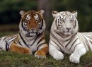 Лия Куроу фотография #2 (источник - https://vk.com/id20237428)