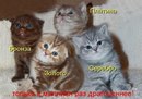 Іванна Білоброва фотография #32 (источник - https://vk.com/id141033219)