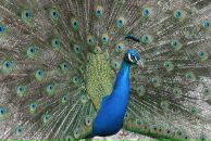 Фотография Бармашова Александра