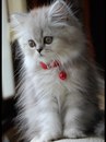 Фотография Кириленко Алены