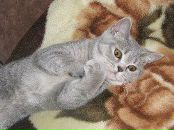 Алла Келтуитор фотография #24 (источник - https://vk.com/id54570845)